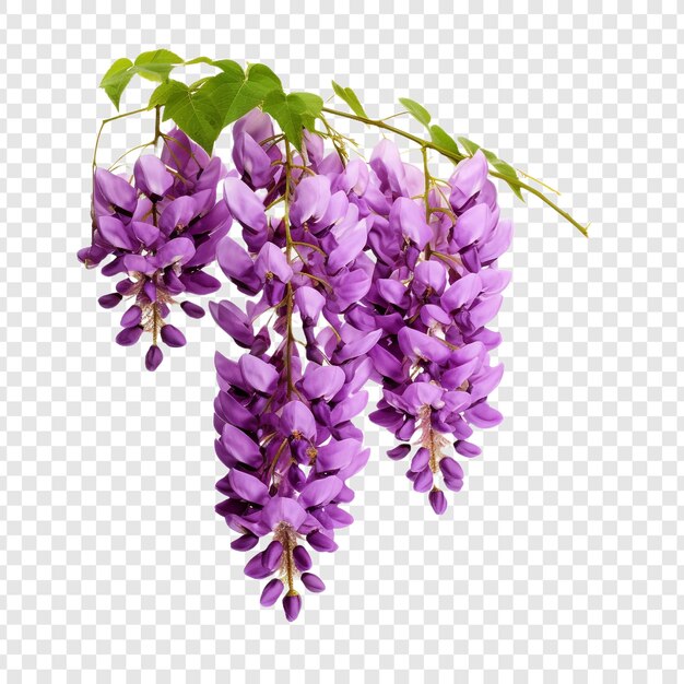 PSD wisteria flower png isolated on transparent background