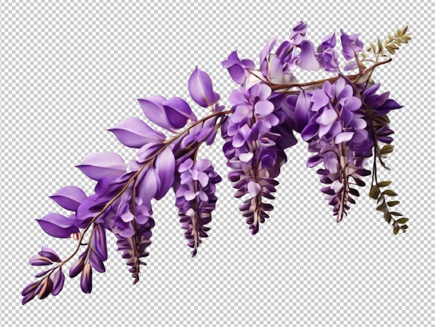 PSD wisteria flower png isolated on white background