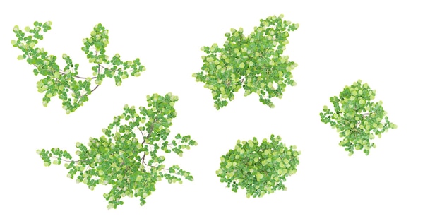 Witch alder trees isolated on white background tropical trees isolated used for architecture
