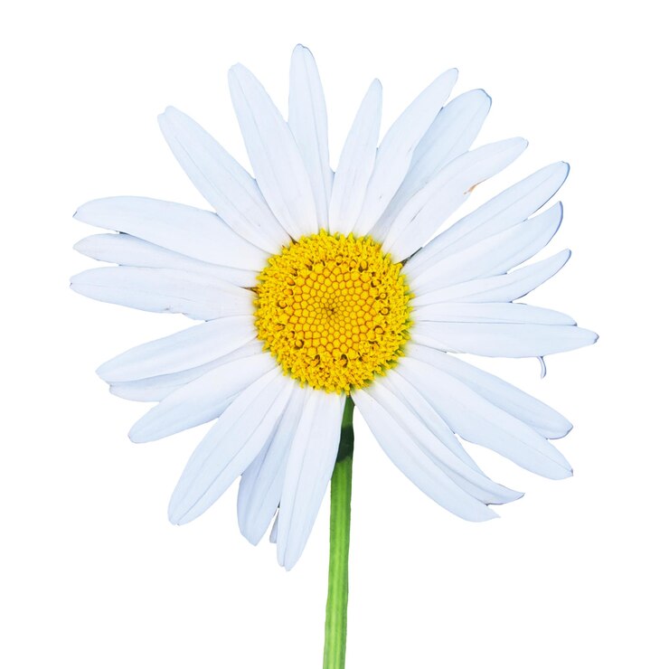 PSD witte bloem zonder achtergrond