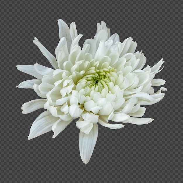 PSD witte chrysant bloem geïsoleerde weergave