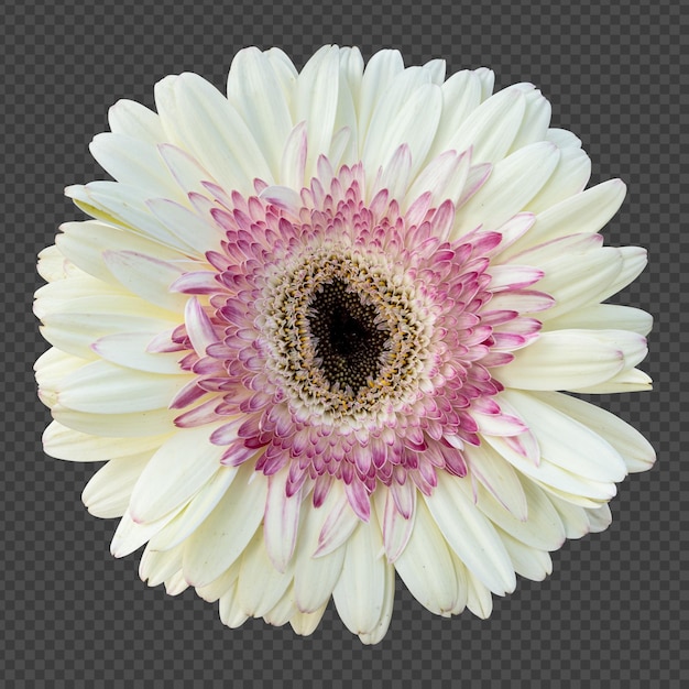 Witte gerbera bloem geïsoleerde weergave