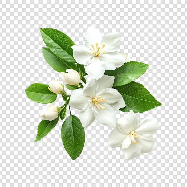 Witte jasmijnbloem met groen blad geïsoleerd op doorzichtige achtergrond