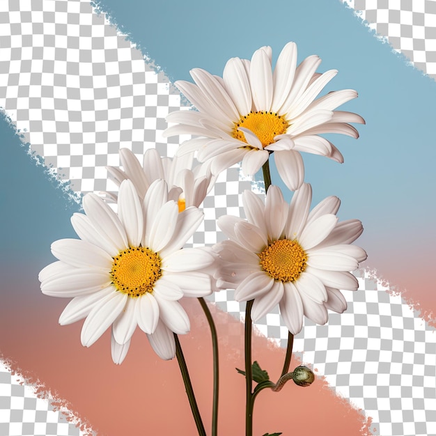 PSD witte madeliefjesbloemen gefotografeerd van dichtbij op een doorzichtige achtergrond