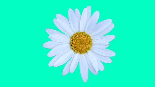 witte margriet bloem op lichte achtergrond