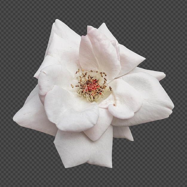 Witte roos bloem geïsoleerde weergave
