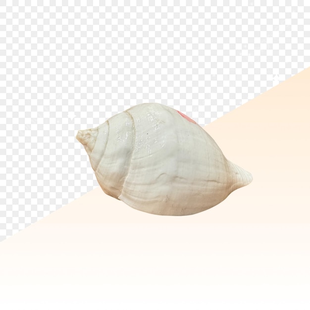 Witte spiraalvormige schelp