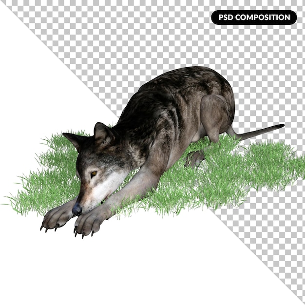 PSD animale lupo isolato 3d