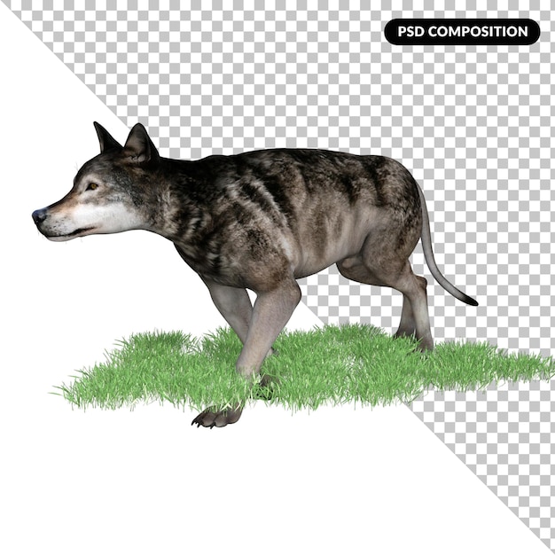 PSD wolf animal isolated 3d