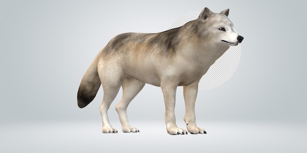 Wolf isolated on a Transparent Background