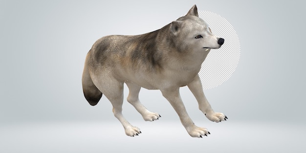 PSD wolf isolated on a transparent background