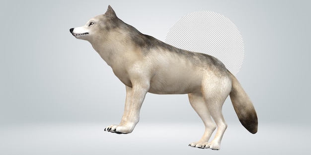 PSD wolf isolated on a transparent background