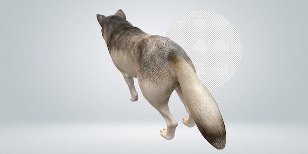 PSD wolf isolated on a transparent background