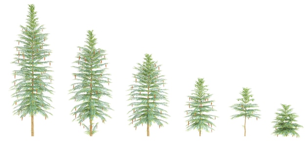 PSD wollemi pine trees with transparent background 3d rendering for illustration