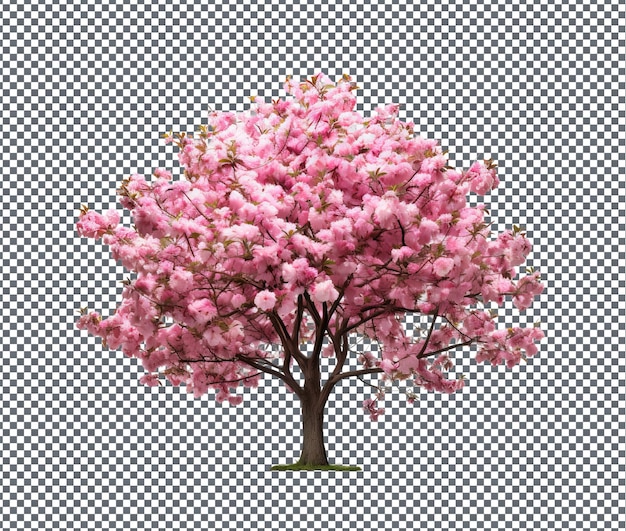 PSD wonderful flowering trees isolated on transparent background