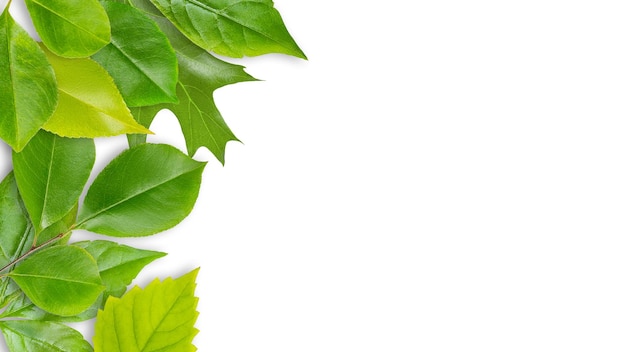 Wood leaf frame on an empty background