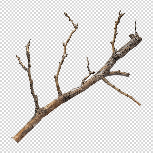 Wooden branch isolated on transparent background png