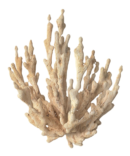 Wooden Coral 3D rendering transparent