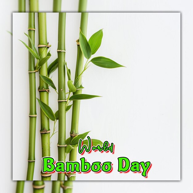 PSD giornata mondiale del bambù natura rami di bambù con gocce di pioggia per la progettazione di post sui social media