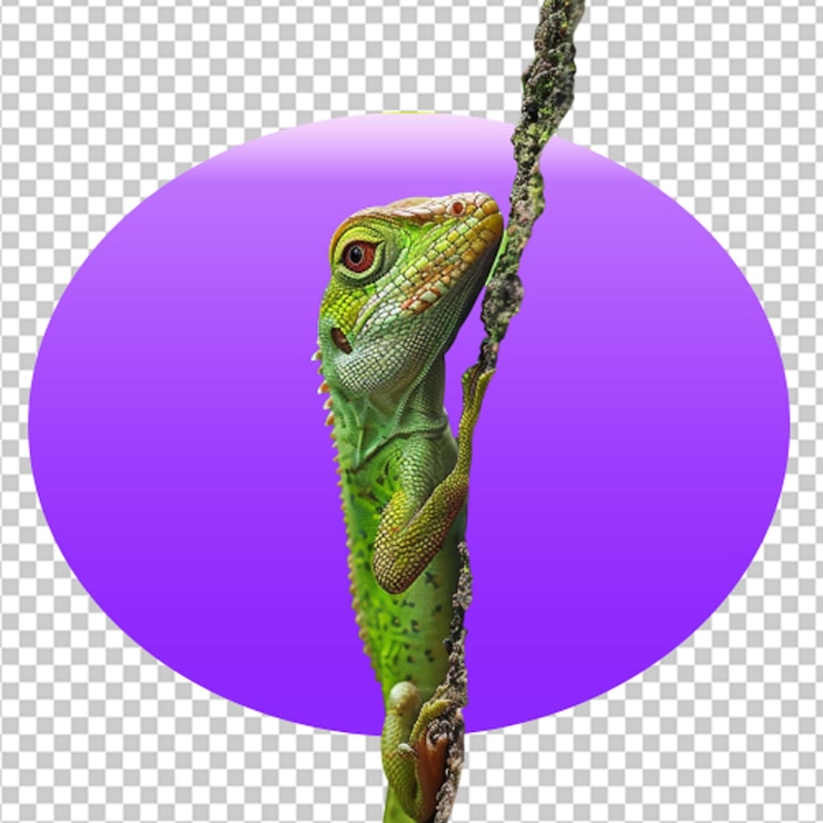 PSD world lizard day