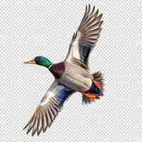 PSD world migratory bird day isolated on transparent background