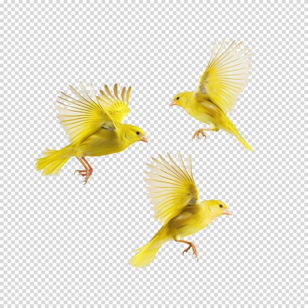 PSD world migratory bird day isolated on transparent background