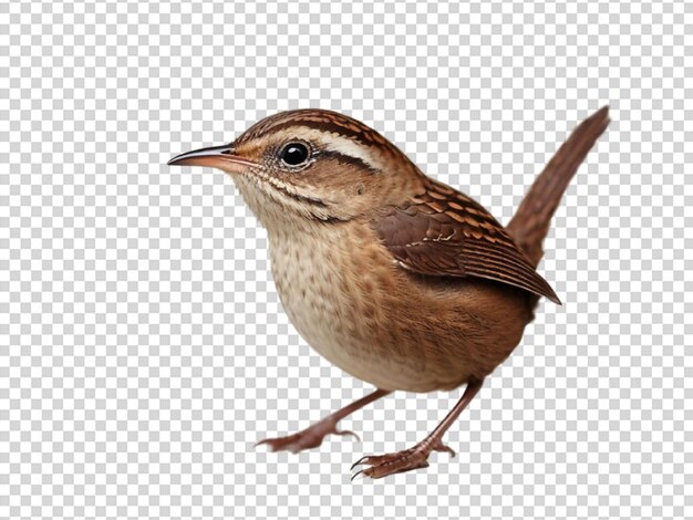 Wren on transparent background