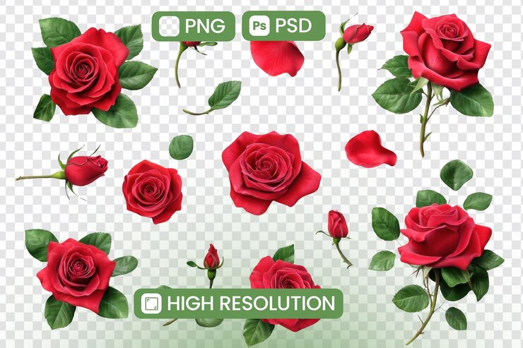 PSD wysokiej rozdzielczości czerwone róże png zdjęcia psd kwitnących kwiatów pąków i płatków do projektów graficznych zasoby ilustracje botaniczne natura piękno