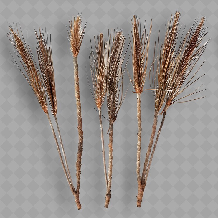 PSD xanthorrhoea branches with long strap like leaves and thick isolated top object of tropical plant