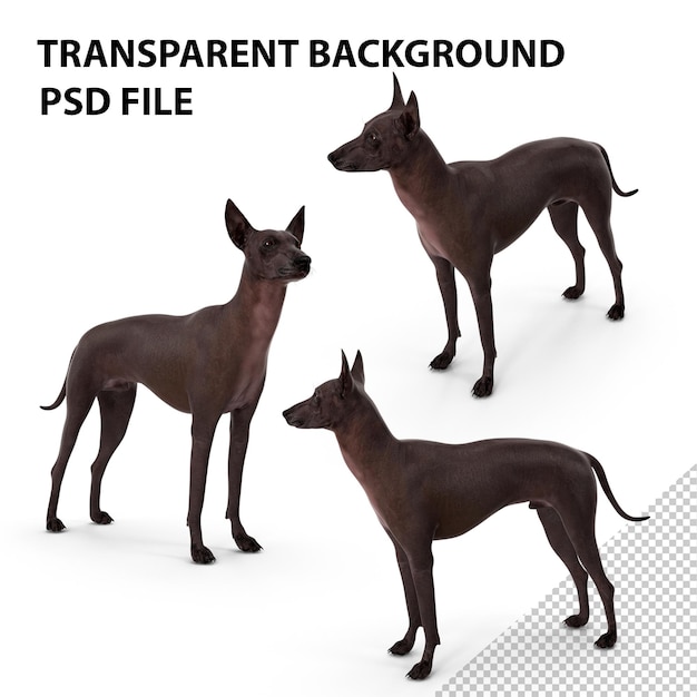 PSD xoloitzcuintli rare breed mexican dog png