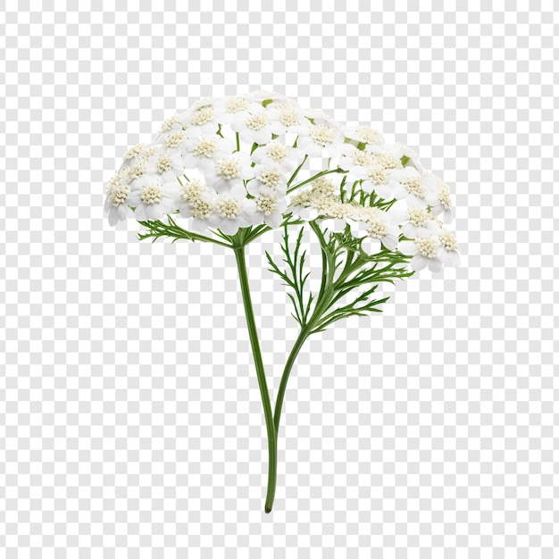 PSD yarrow flower isolated on transparent background