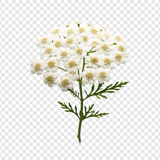 PSD yarrow flower isolated on transparent background