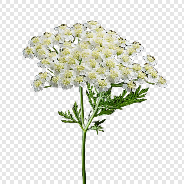 PSD 透明な背景に隔離されたヤローの花 png