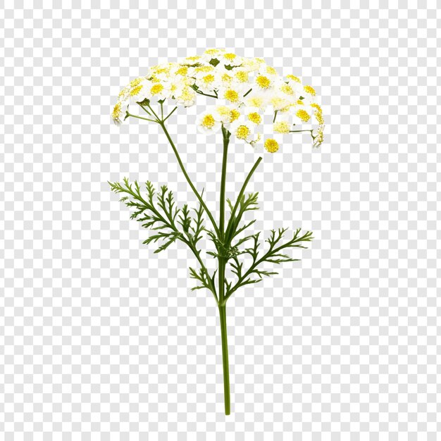 PSD 투명한 배경에 고립 된 yarrow 꽃 png