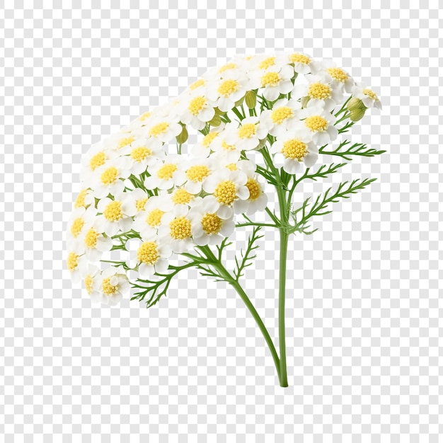 PSD yarrow flower png isolated on transparent background