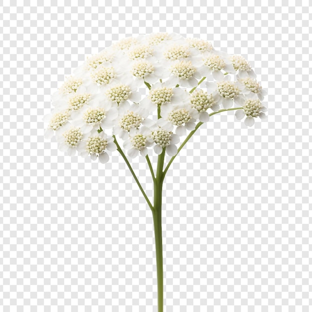 PSD yarrow flower png isolated on transparent background