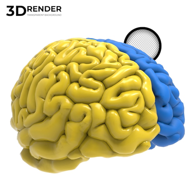 노란색과 파란색 인간의 두뇌 3d 렌더링 절연