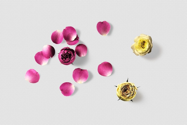 PSD Желтые и розовые бутоны роз и лепестки подвижные 3d элементы