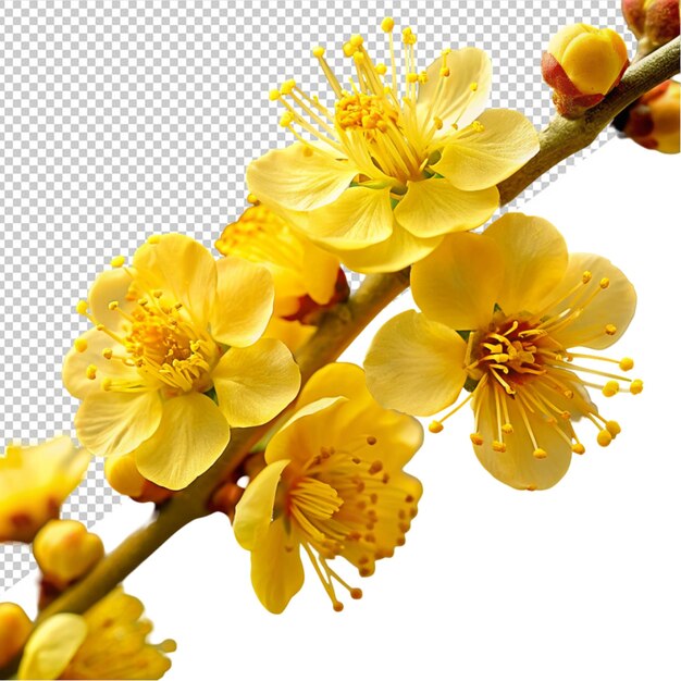 PSD yellow apricot flower on transparent background