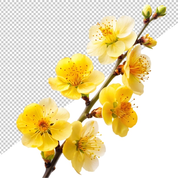 PSD yellow apricot flower on transparent background