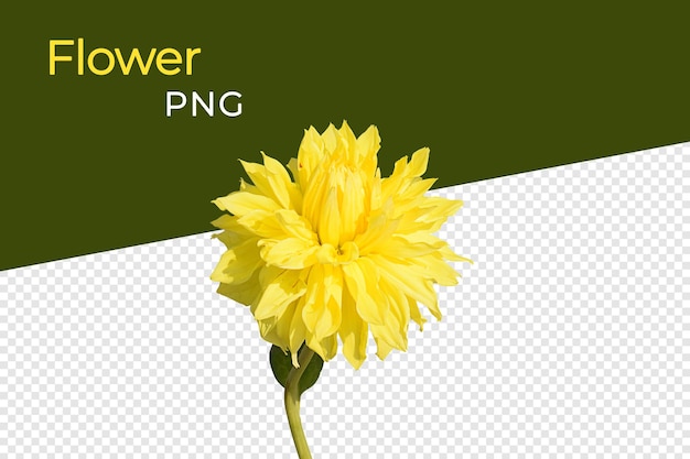 Yellow blooming flower isolated