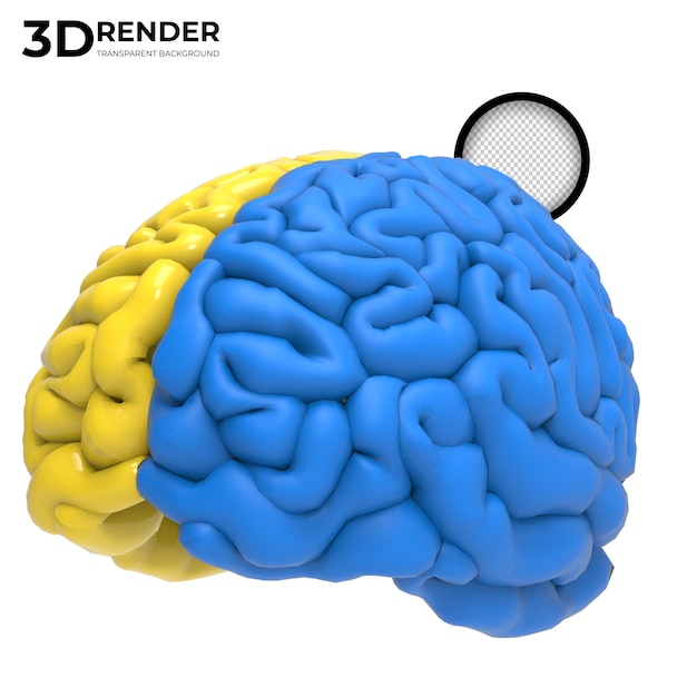 PSD yellow and blue human brain 3d render isolated