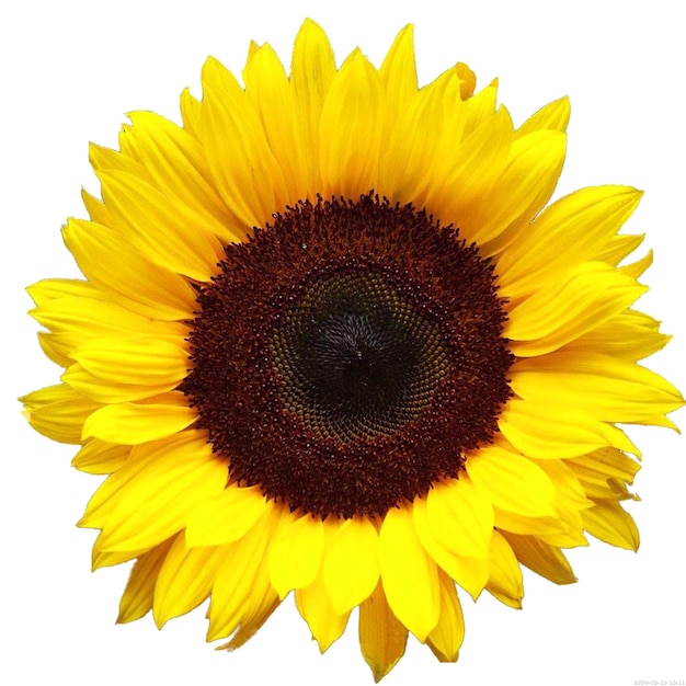 PSD yellow and brown sunflower sunflower image file formats presentation sunflower seed png