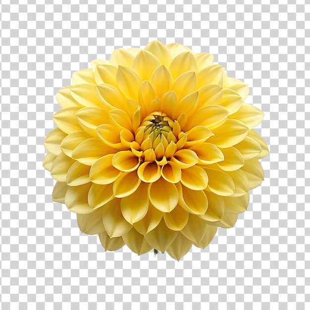PSD fiore di dalia giallo isolato su uno sfondo trasparente