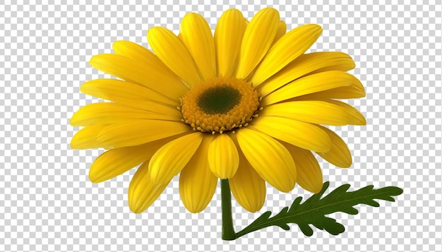 Yellow daisy flower isolated on transparent background