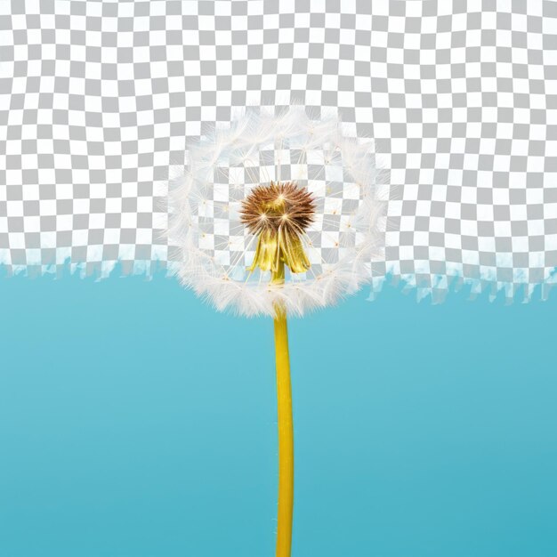 PSD yellow dandelion flower on transparent background a striking contrast in darkness