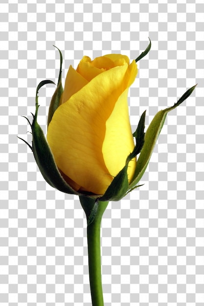 A yellow flower on a transparent background.
