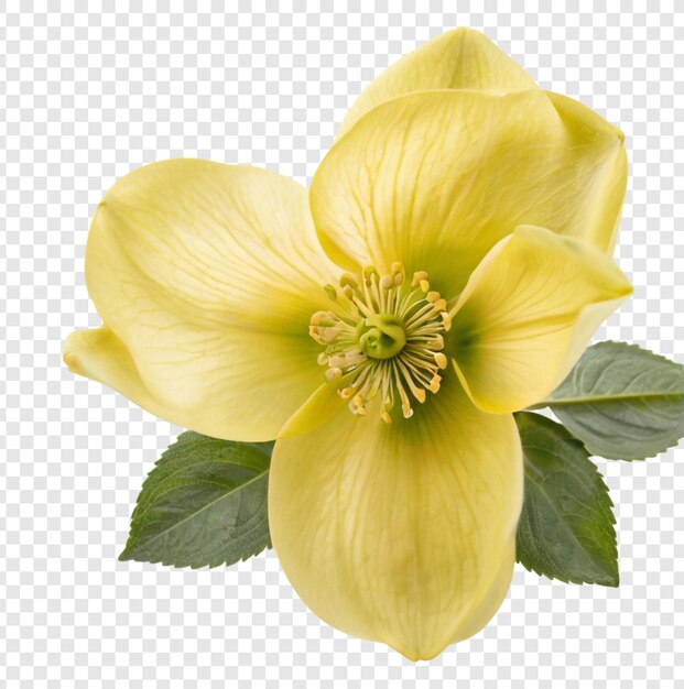 PSD yellow flower with green leaves on a transparent background