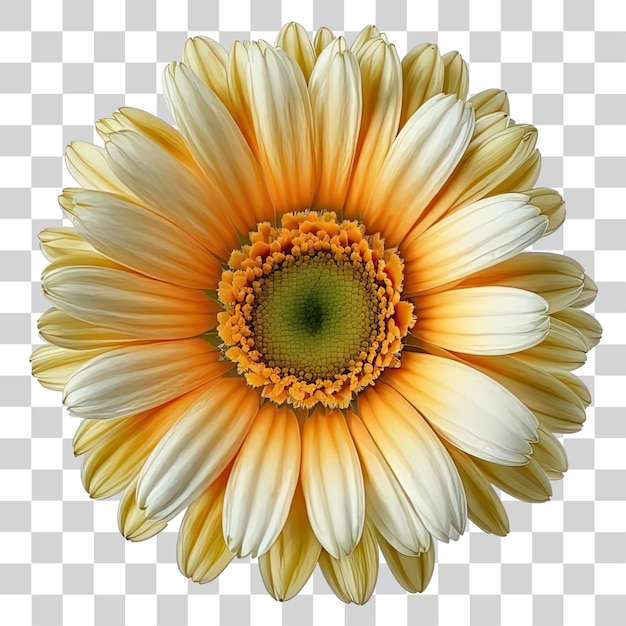 Yellow flower with green leaves on a transparent background