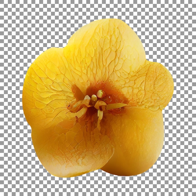 PSD a yellow flower with a transparent background